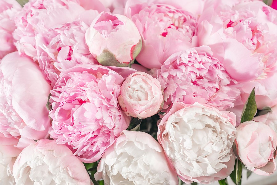 Peonies