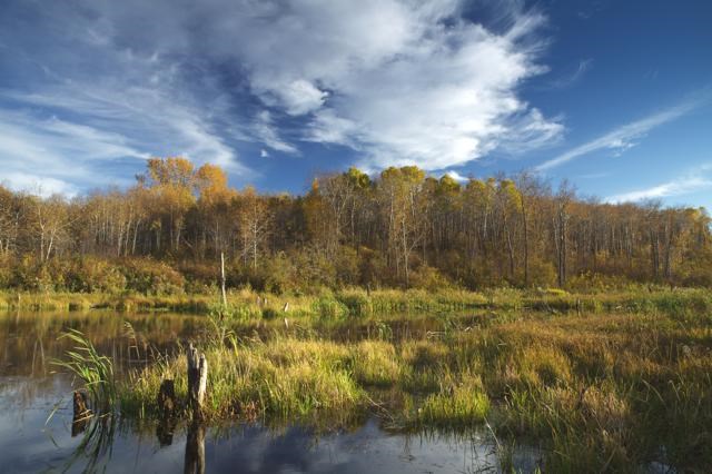 wetlands