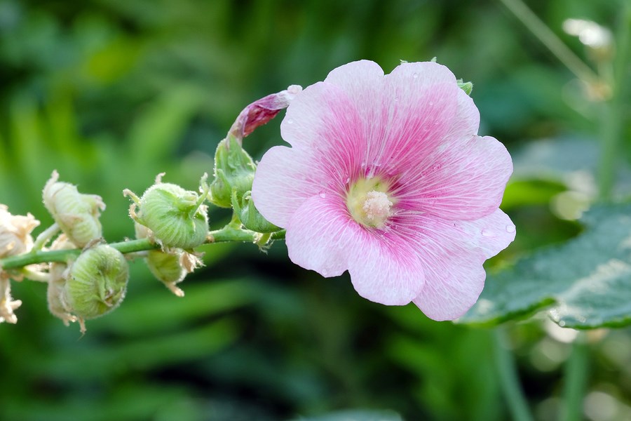 Hollyhock