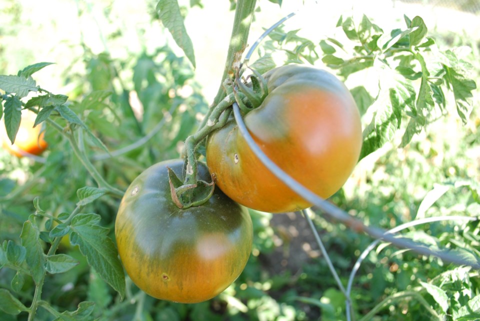 Community Garden