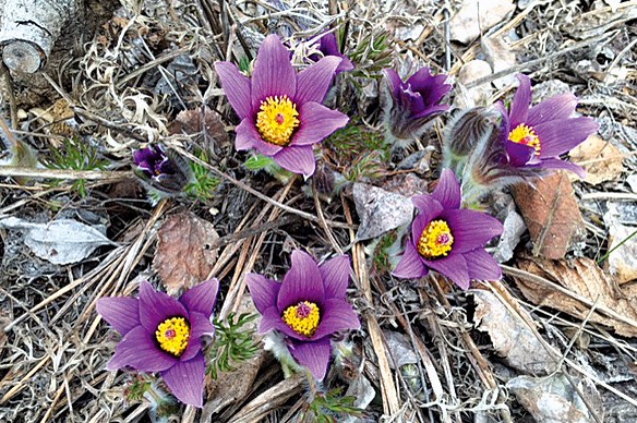 Prairie crocus