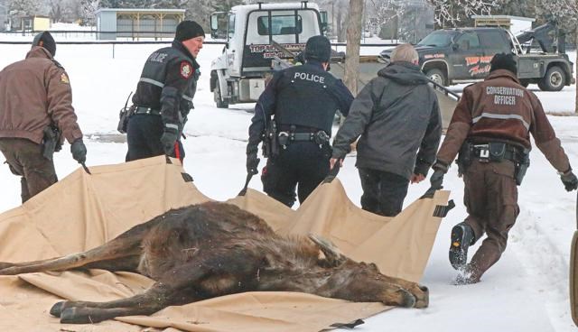 Moose caught