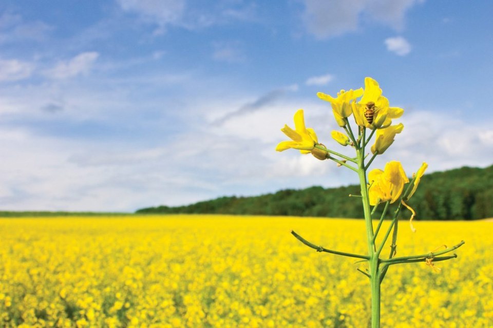 Canola Field