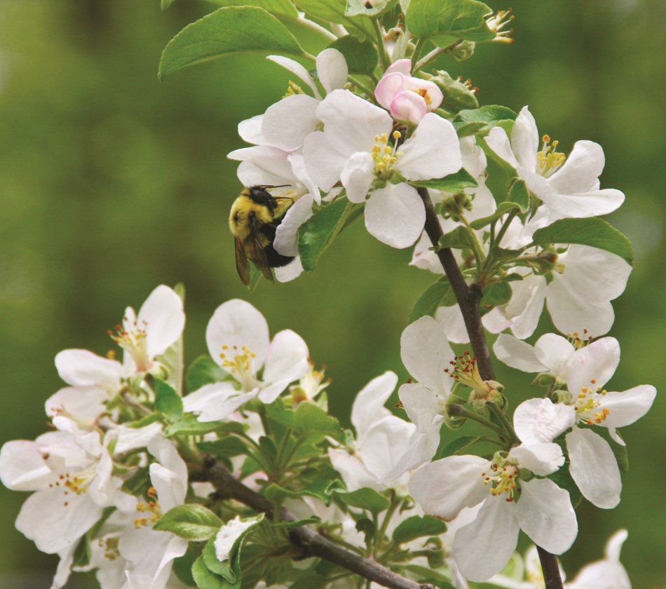 bee habitats