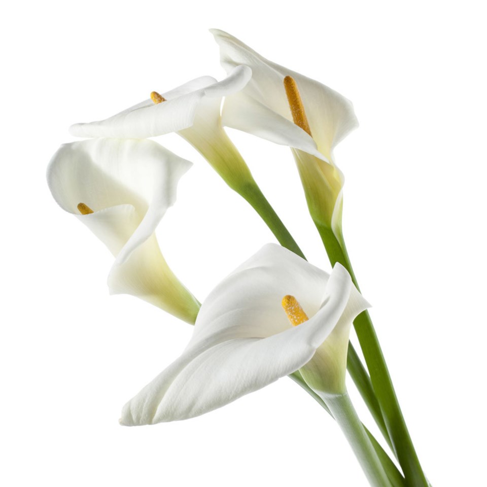 The Elegance Of Calla Lilies Sasktoday Ca