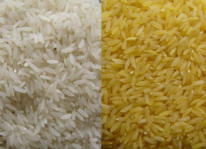 Rice