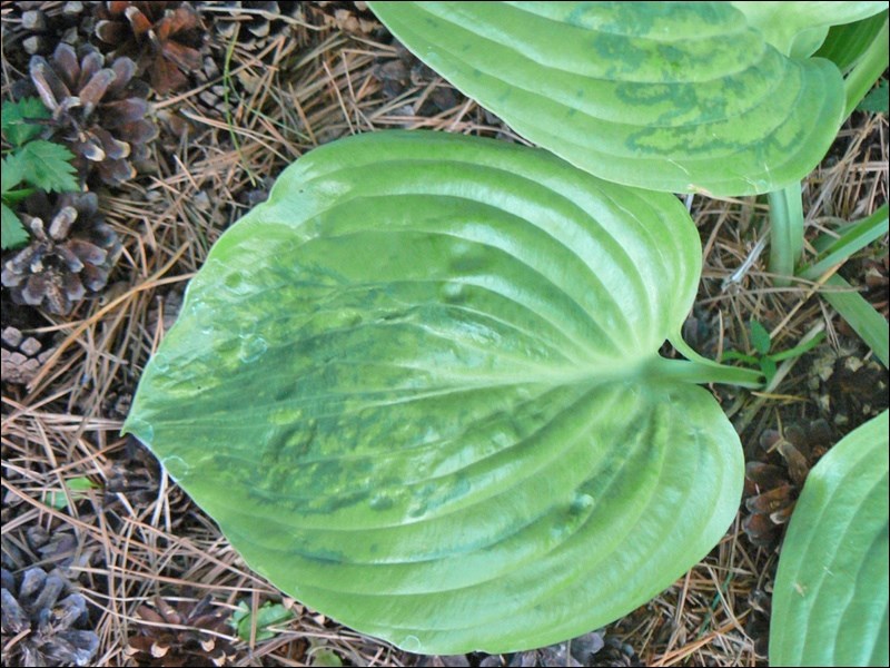 Hosta