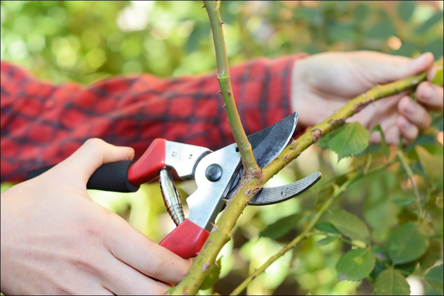 pruning