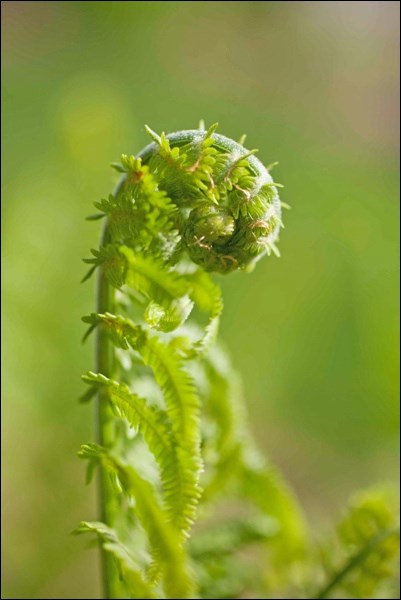 fiddlehead