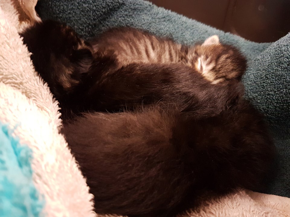 Having kittens
