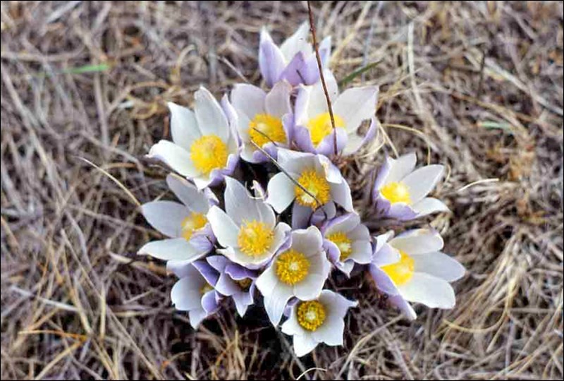 crocus hanbidge