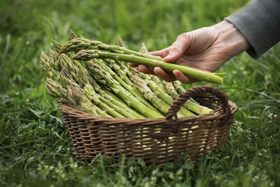 asparagus