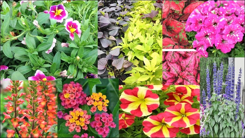 Eight colourful new annual flowers
