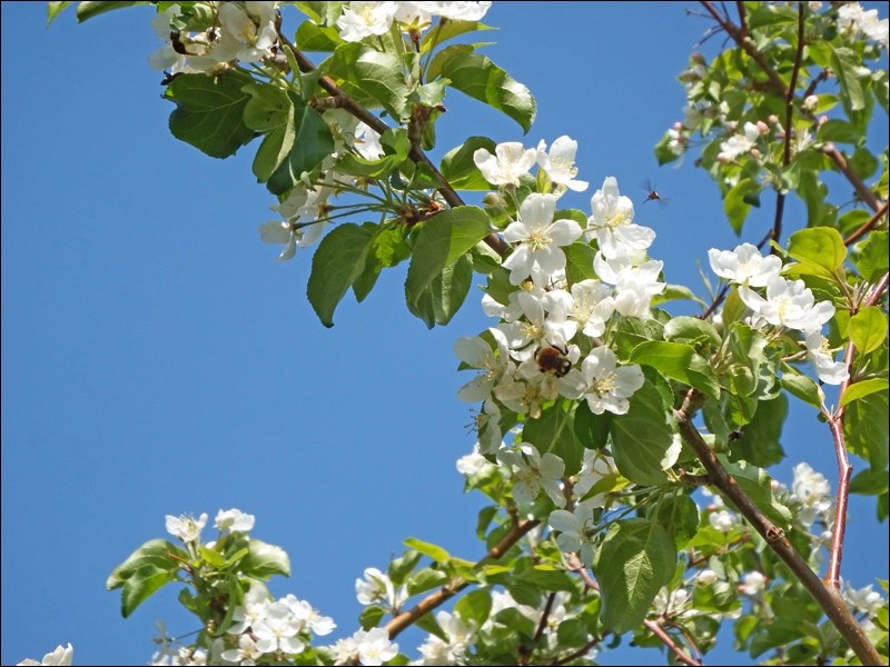 spring rural scene