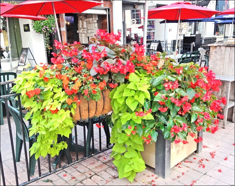 Begonias and sweet potato vine growing in containers. Photos by Jackie Bantle
