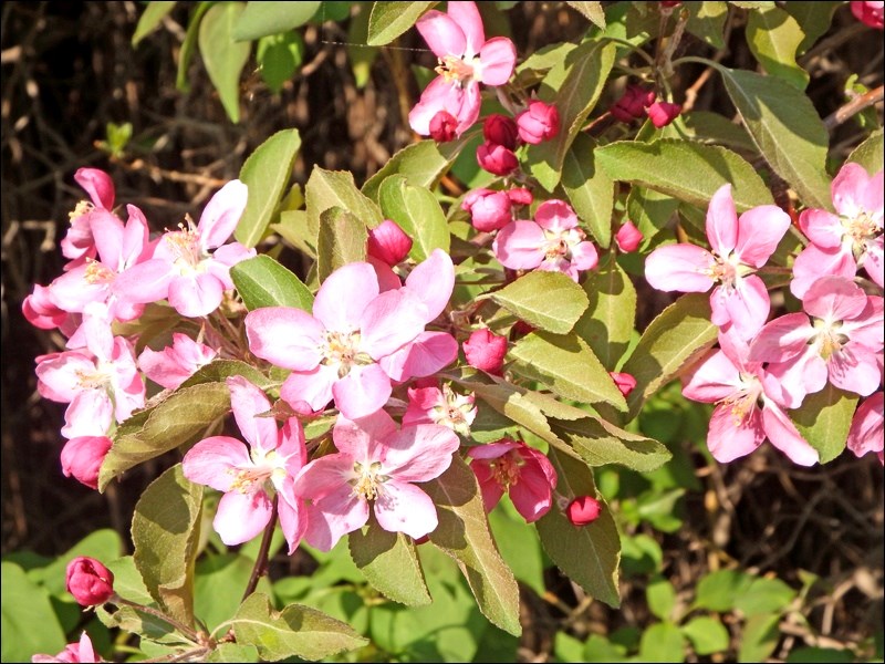 spring rural scene