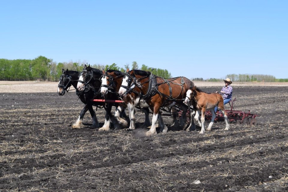 At the Draft Horse Field Days in Rama on May 19, Tail Winds Fontana, a one-month-old Clydesdale filly owned by Twylla Newton of Yorkton, had her first experience at doing field work, lined up next to her mother, Lassie. From left, are Cassie, Bunny, Peaches, Lassie and the filly, all Clydesdales, with Newton handling the reins. Newton said she only had the filly hooked up to the team for about 20 minutes, just to start the learning process. See the story on Page X.