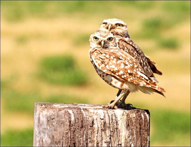 Borrowing owls have long, featherless legs that give the appearance of walking on stilts.