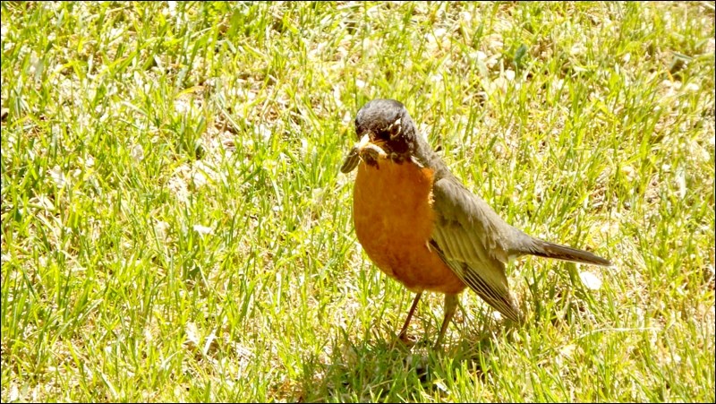 rural spring pic