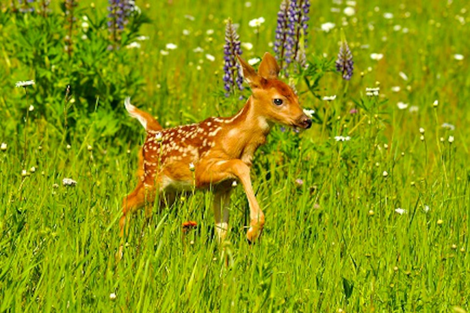 Deer