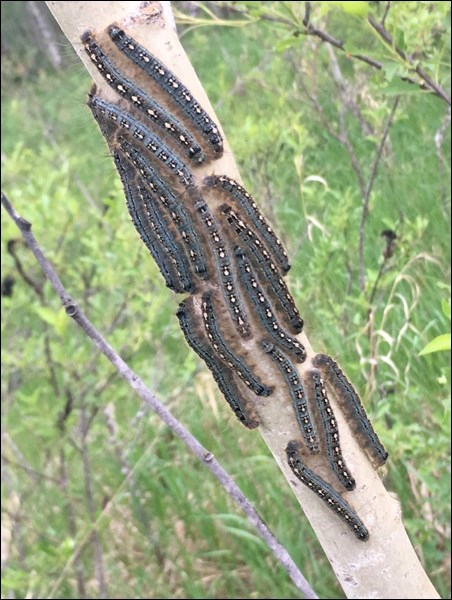 tent caterpillers