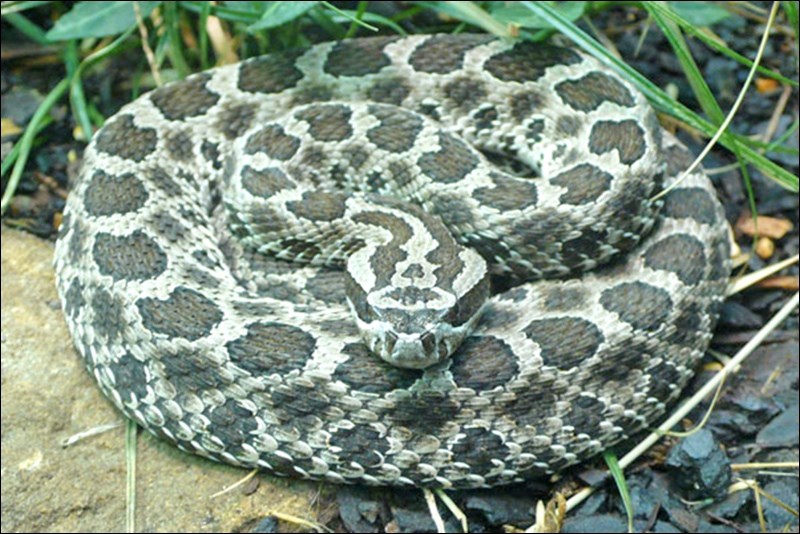 rattlesnake