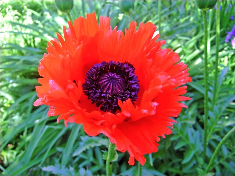 Turkenlouis, a variety of Oriental poppy, has bright red fringed petals. Photo by James Steakley