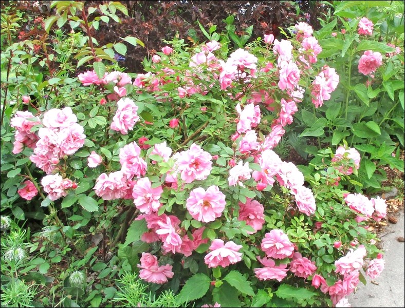 John Davis rose. Photos by Bernadette Vangool