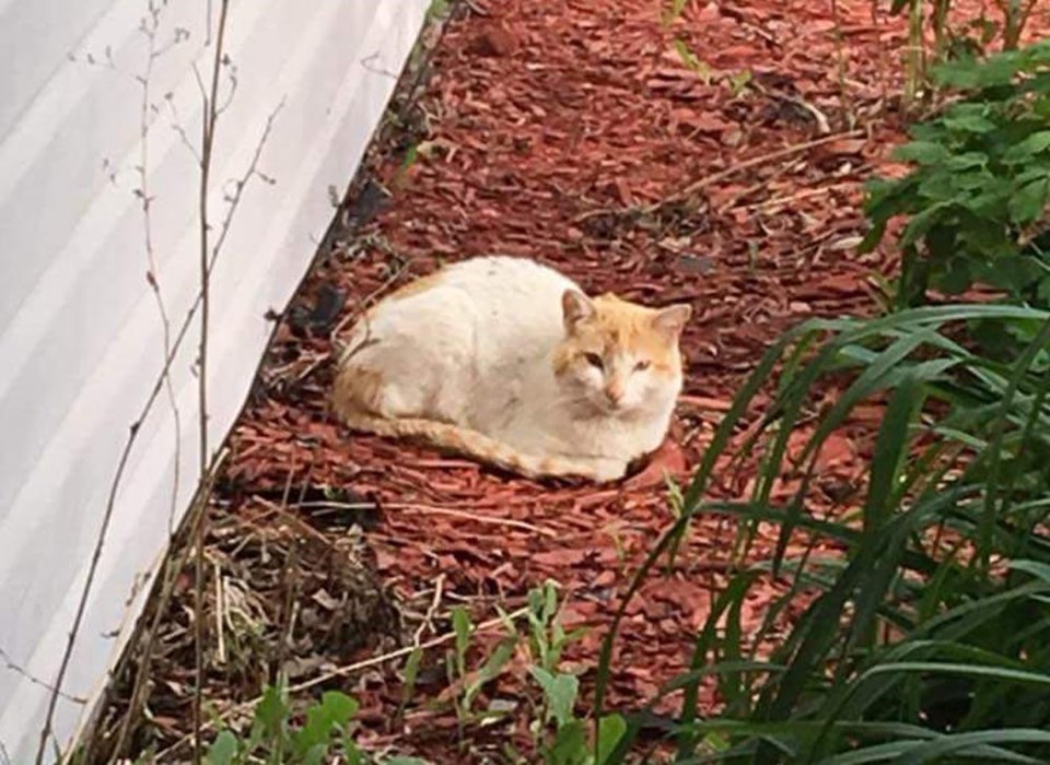 Strays in Humboldt