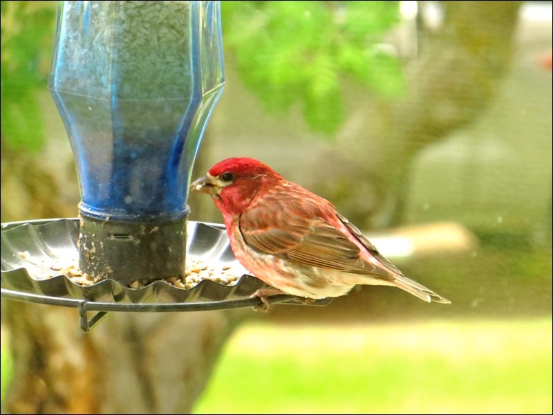 The house finch was originally a bird of the western United States and Mexico. In 1940 a small number of finches were turned loose on Long Island, N.Y., after failed attempts to sell them as cage birds (“Hollywood finches”). They quickly started breeding and spread across almost all of the eastern United States and southern Canada within the next 50 years. Source: allaboutbirds.org. Photo by Vicky Clayton