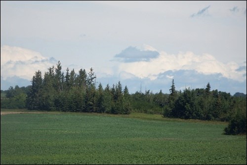 green field