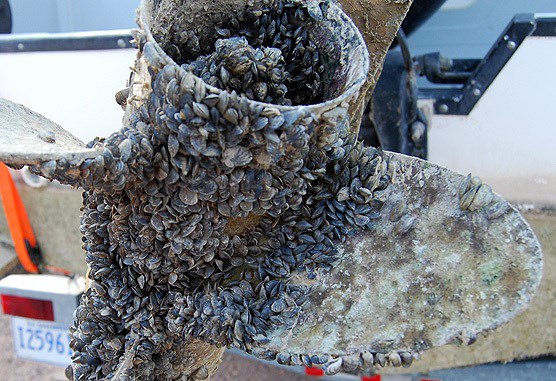 Zebra Mussles