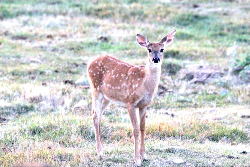 fawn