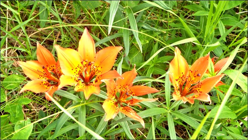 western red lily