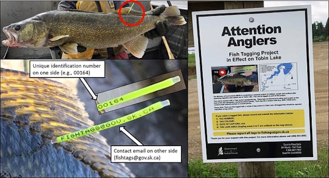 Anglers reminded to report tagged fish 