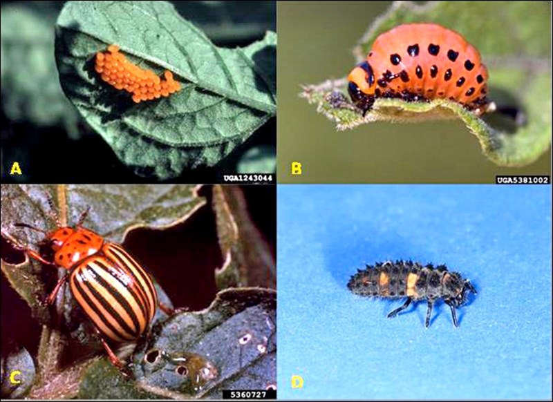 potato beetle