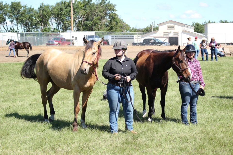 The light horse halter classes at the Yorkton Exhibition summer fair.