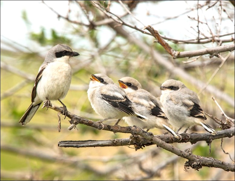 Young loggerhead shrikes are venturing out to practice their impaling skills. Photos by Boyd Coburn