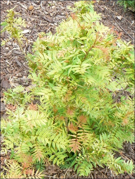 Sem false spirea makes an excellent understory below pines and other trees.