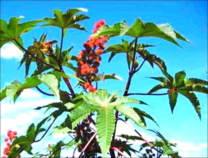 castor bean