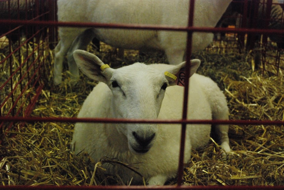 Sheep Show 2018