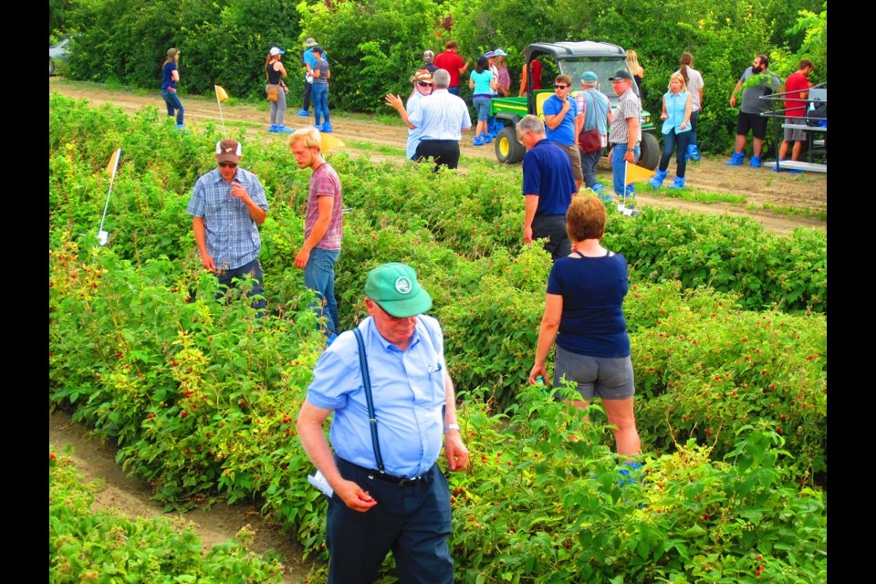 People were free to peruse the berry bushes and sample the goods during the afternoon horticulture tour.