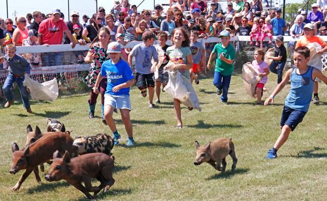 Pig scramble