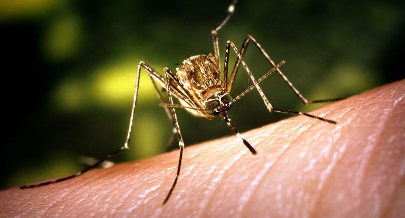 West Nile mosquito