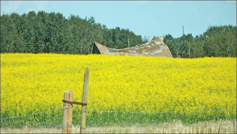 summer rural scene