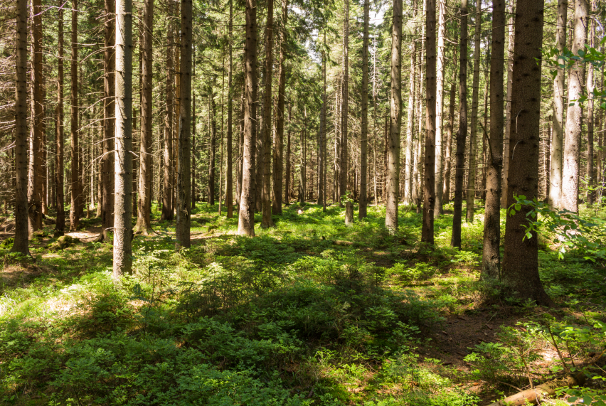 forest