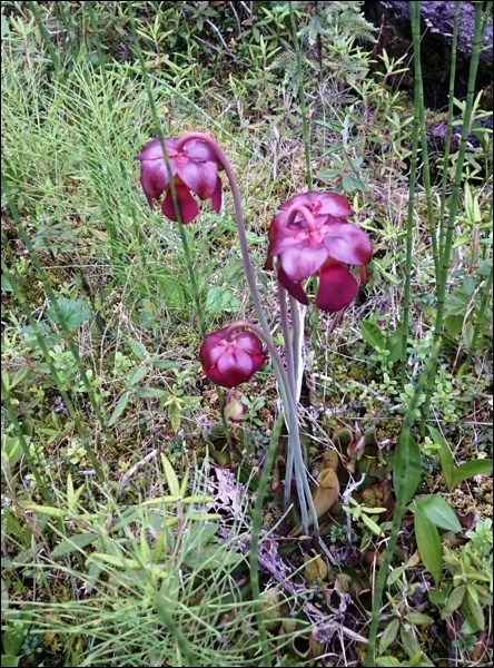 pitcher plant