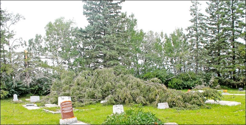 Spruce tree snapped off by the wind in Rabbit Lake Cemetery.