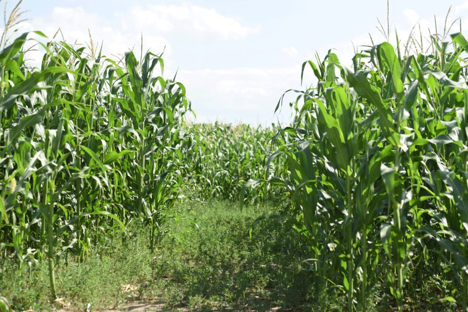 Frobisher corn maze