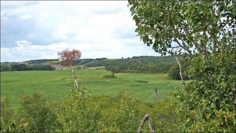 summer rural scene